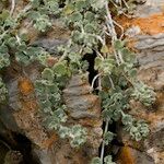 Teucrium freynii Habit