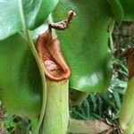 Nepenthes truncata Leaf