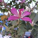 Bauhinia purpureaফুল