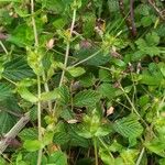 Lysimachia tenellaBlatt