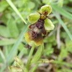 Ophrys insectifera 花