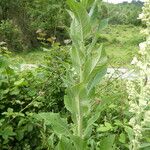 Verbascum lychnitis Alkat (teljes növény)