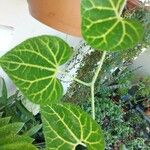 Aristolochia cauliflora برگ