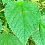 Laportea aestuans Leaf