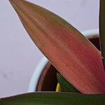 Tradescantia spathacea Folha