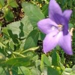 Campanula carpaticaFlors