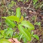 Byrsonima spicata Fuelha