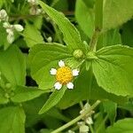 Galinsoga parviflora Fula