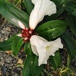 Costus guanaiensis Flor