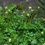 Cardamine flexuosa 形态