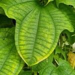 Dioscorea sansibarensis Hoja