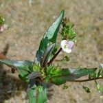 Veronica catenata 花