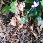 Cyclamen hederifolium Хабит