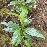 Ixanthus viscosus Hoja