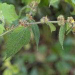 Triumfetta rhomboidea Blad