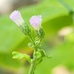 Cyanthillium cinereum Flower