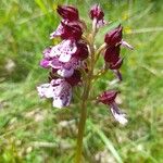 Orchis purpureaFlower