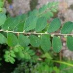 Phyllanthus tenellus পাতা