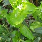 Cerastium diffusum 花