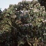 Rhododendron fulvum Hábito