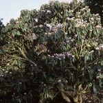 Rhododendron fulvum Habitus