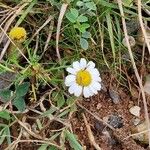 Tripleurospermum maritimum പുഷ്പം