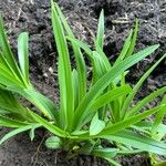 Hemerocallis lilioasphodelusFeuille