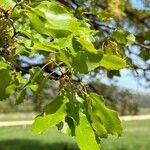 Quercus faginea Leaf