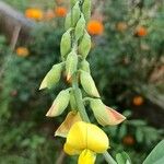 Crotalaria spectabilis Kvet