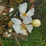 Citrus trifoliata Květ