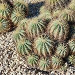 Ferocactus glaucescens Habitat