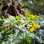 Acacia podalyriifolia Flor