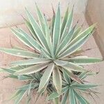 Agave vivipara 葉