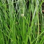 Isolepis cernua Агульны выгляд