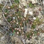 Androsace maxima Fula