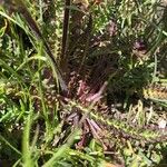 Pedicularis cenisia Leaf