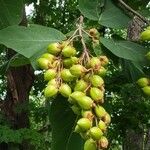 Paulownia tomentosaΦρούτο