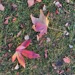 Liquidambar styraciflua 葉