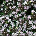 Thymus nervosus Flower