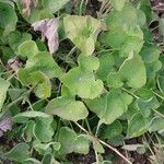 Campanula alliariifolia Blatt