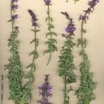 Nepeta nepetella その他の提案