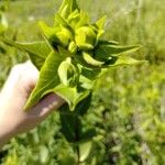 Silphium integrifolium ফুল