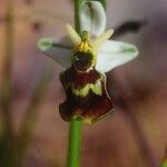 Ophrys × devenensis