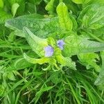 Echium plantagineumLapas