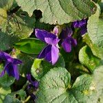 Viola odorata Flower