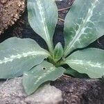 Goodyera oblongifolia Leaf