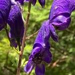 Aconitum napellusFlower