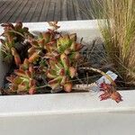 Sempervivum grandiflorum Flower