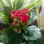 Kalanchoe crenataÇiçek