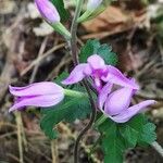 Cephalanthera rubraBlüte